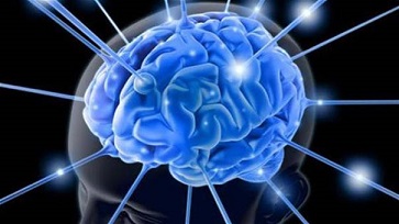 ما سر الثنيات في دماغ الإنسان؟